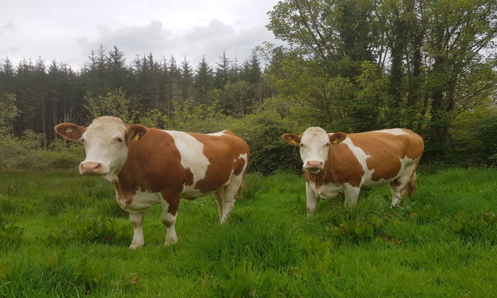 StrongBó_pure_breed_simmental_cows 